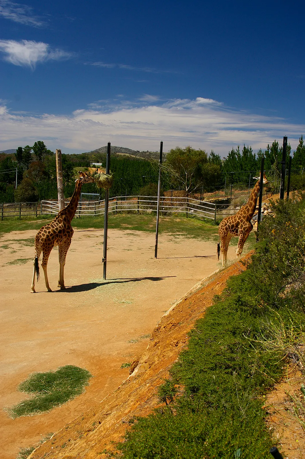 National Zoo & Aquarium, Molonglo Valley