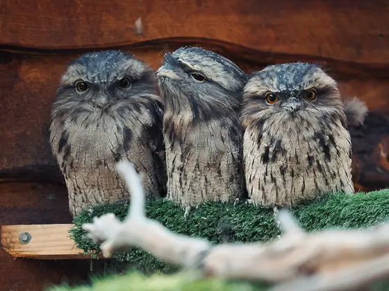 Raptor Refuge, Kettering