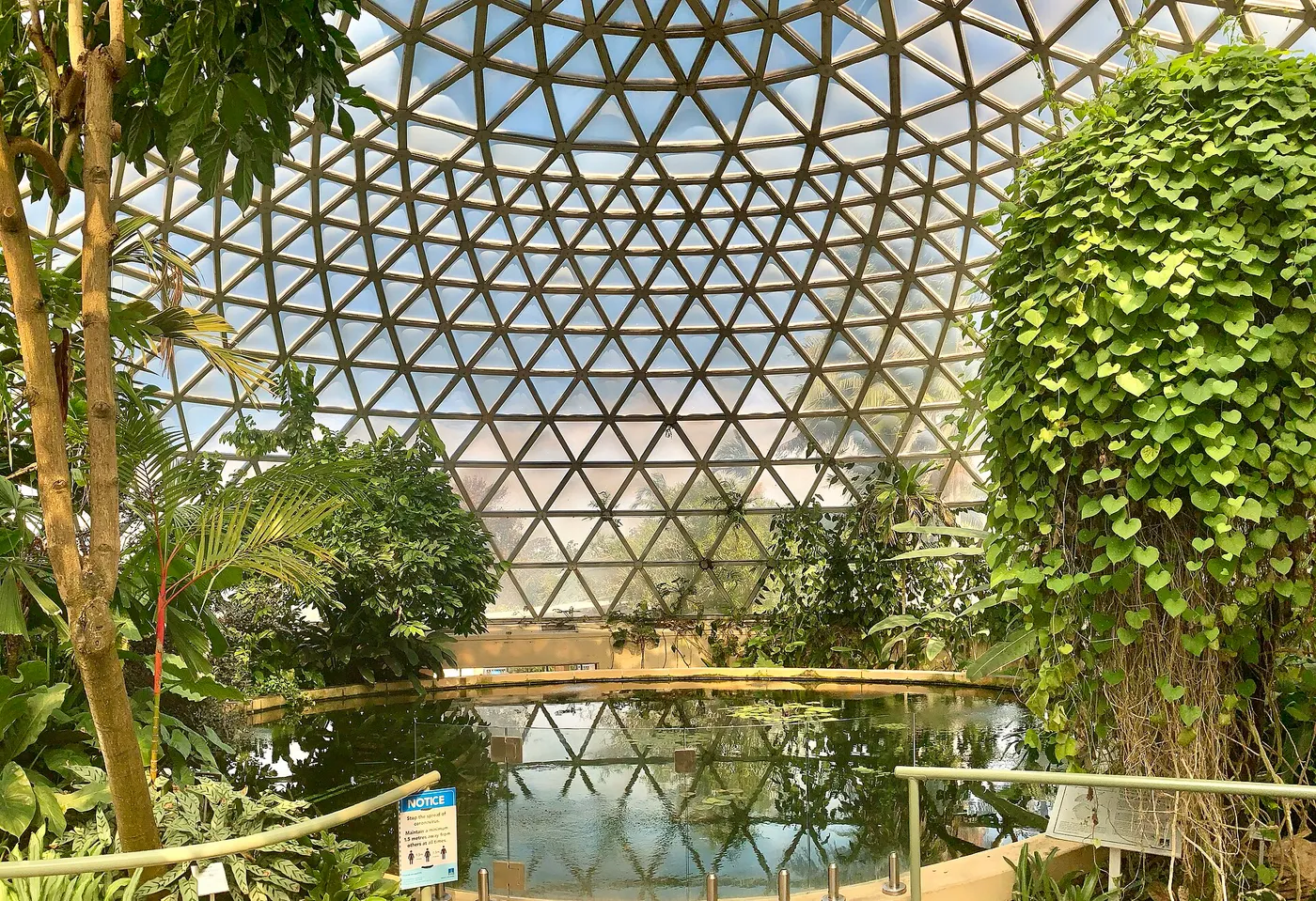 Mount Coot-tha Botanic Gardens, Mount Coot-tha
