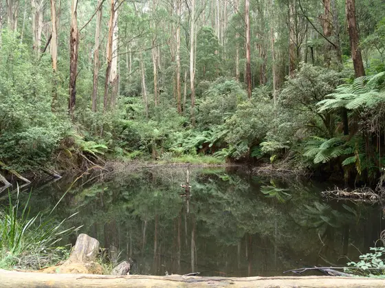 R J Hamer Arboretum, Olinda