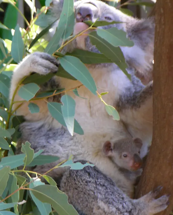 Hamilton Island Wildlife Park, Whitsundays