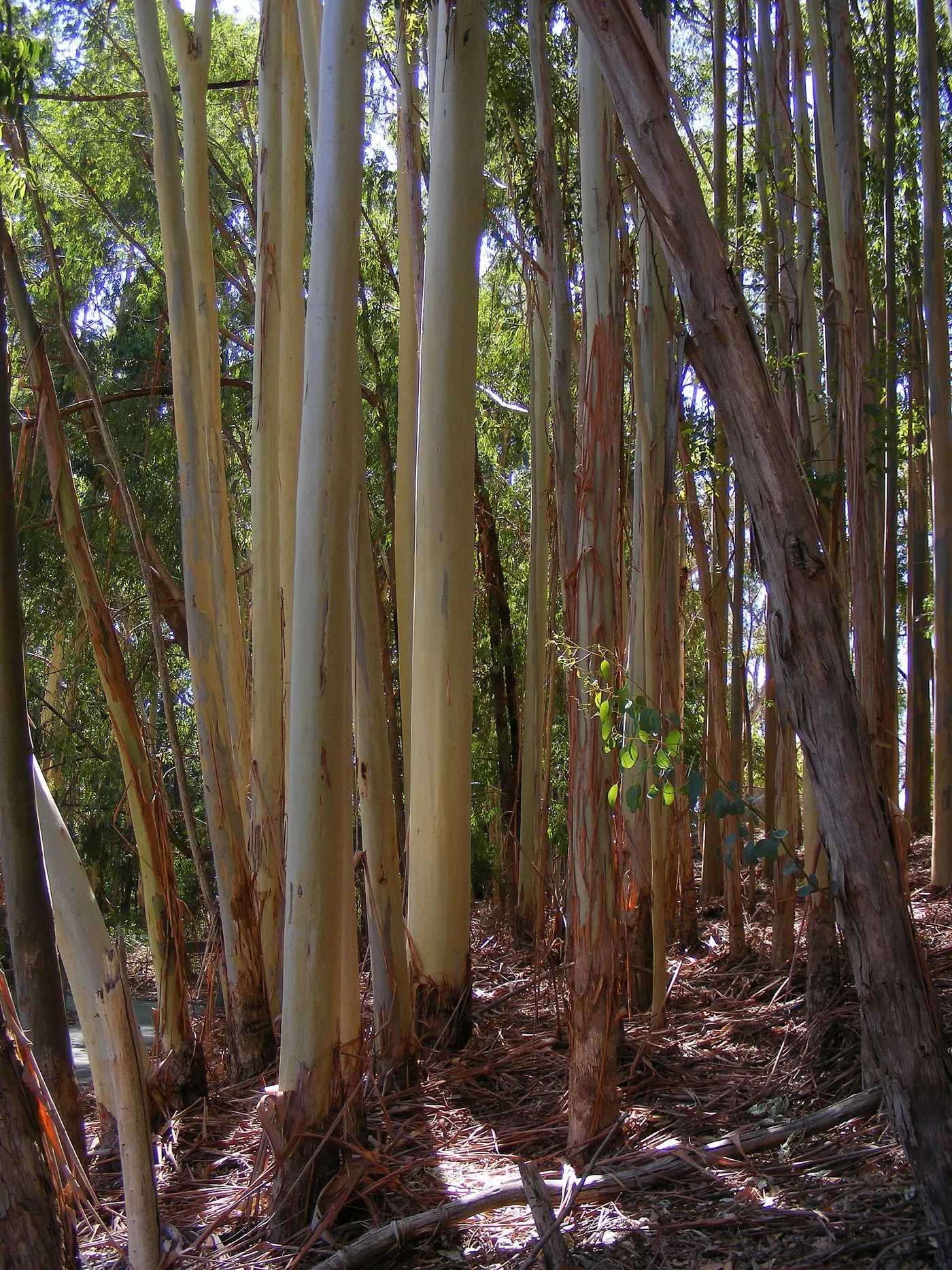 Warrawong Wildlife Sanctuary, Mylor