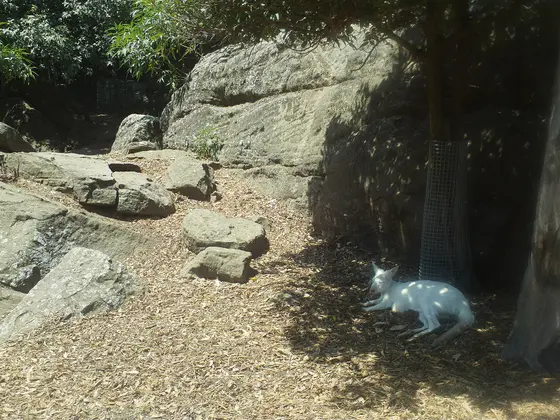 Shoalhaven Zoo, North Nowra