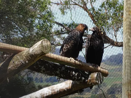 Trowunna Wildlife Park, Mole Creek