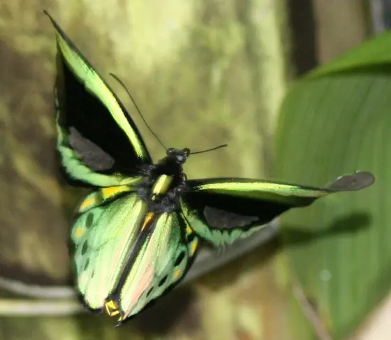 Australian Butterfly Sanctuary, Kuranda