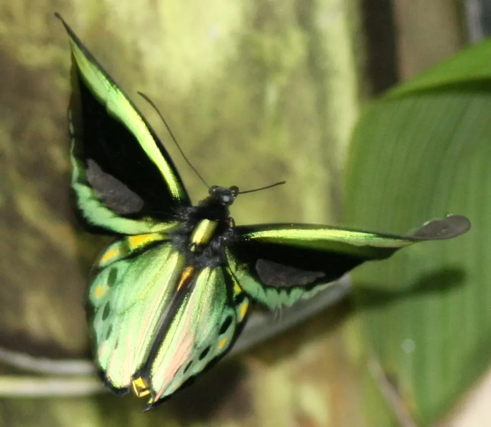 Australian Butterfly Sanctuary, Kuranda