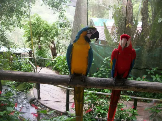 Birdworld Kuranda, Kuranda