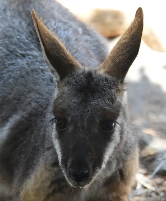 Featherdale Sydney Wildlife Park, Doonside
