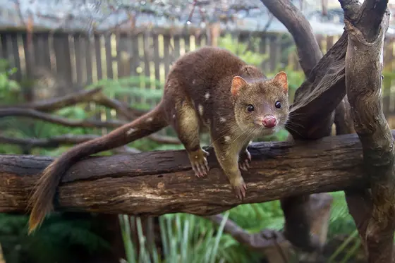 Bonorong Wildlife Sanctuary, Brighton
