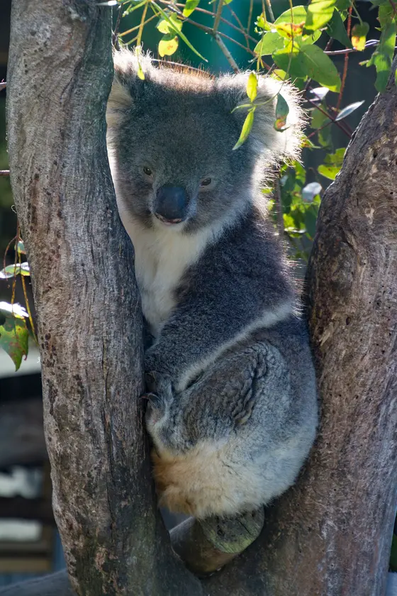 Wings Wildlife Park, Gunns Plains