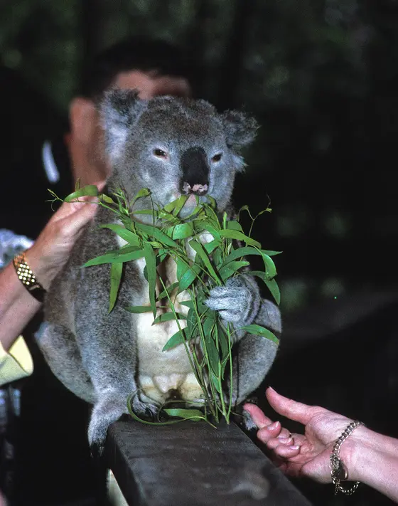 Koala Park, West Pennant Hills