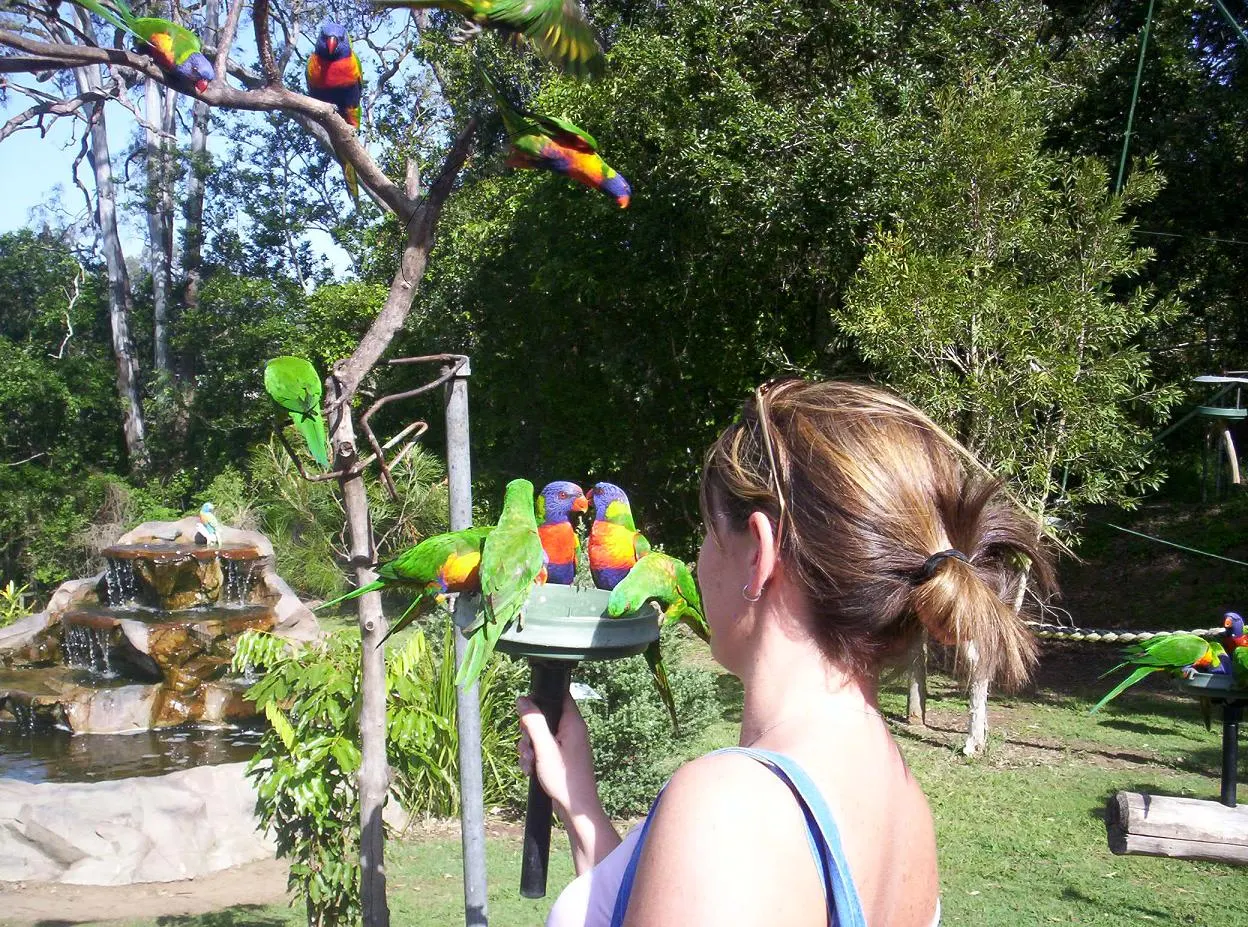 Lone Pine Koala Sanctuary, Fig Tree Pocket