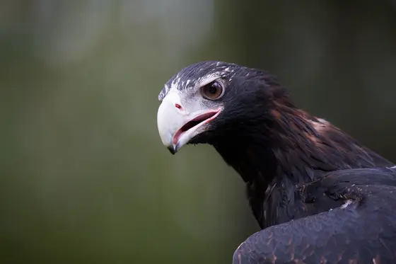 Healesville Sanctuary, Badger Creek