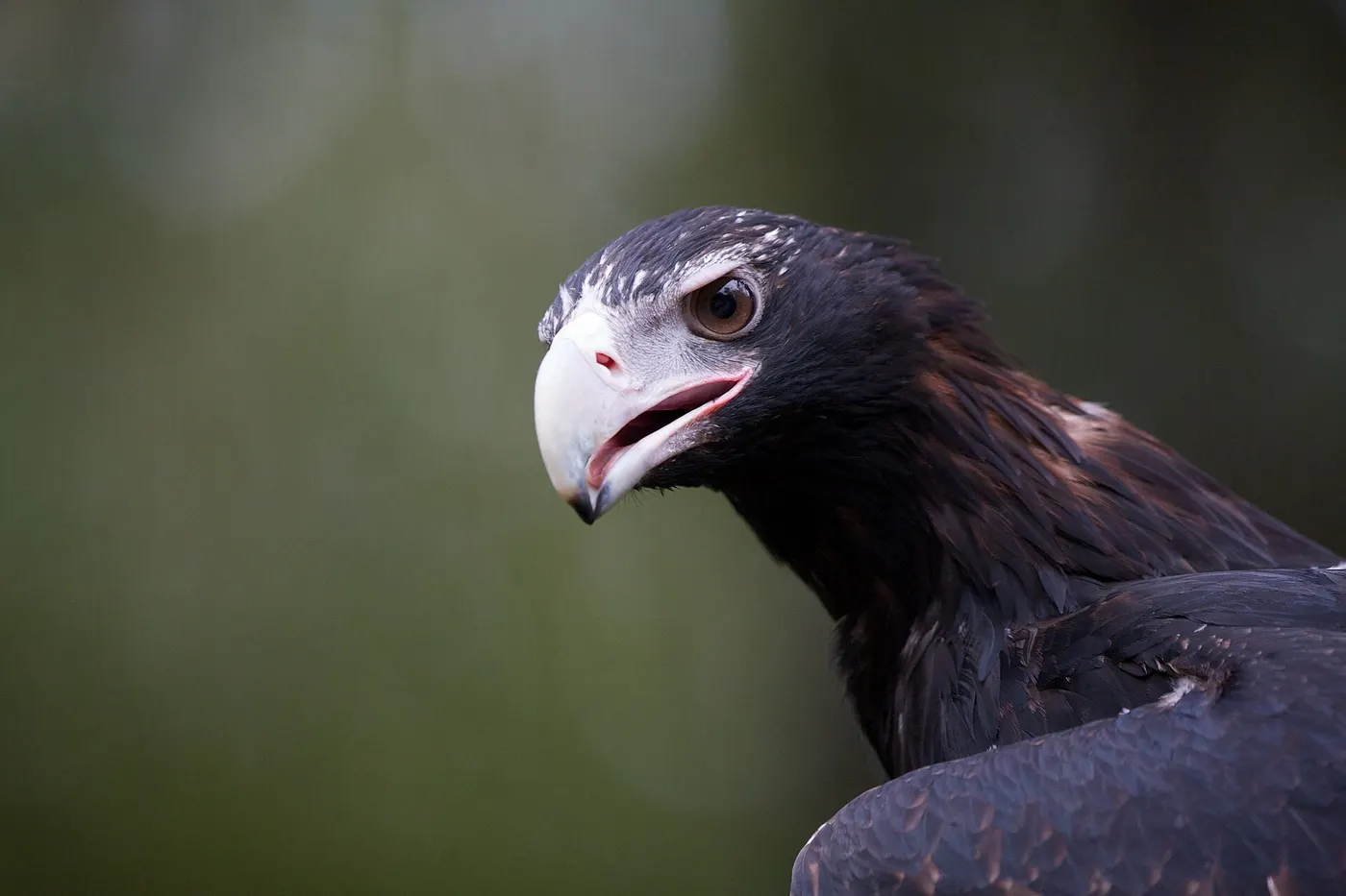 Healesville Sanctuary, Badger Creek