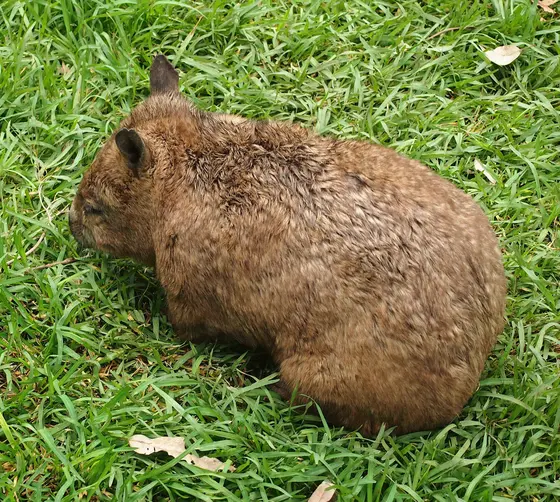 Rockhampton Zoo, The Range