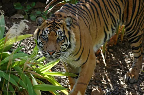 Adelaide Zoo, Adelaide