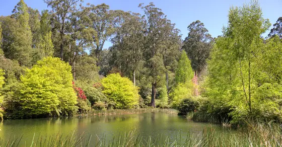 Dandenong Ranges Botanic Garden, Olinda