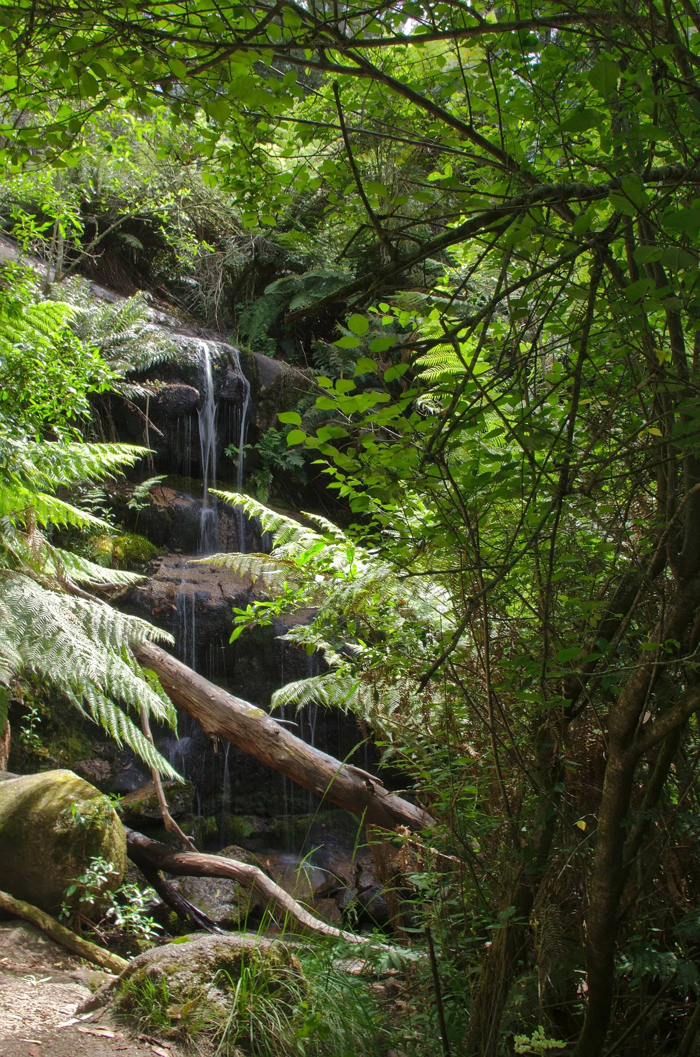 Fern Tree Camping Area, Raglan