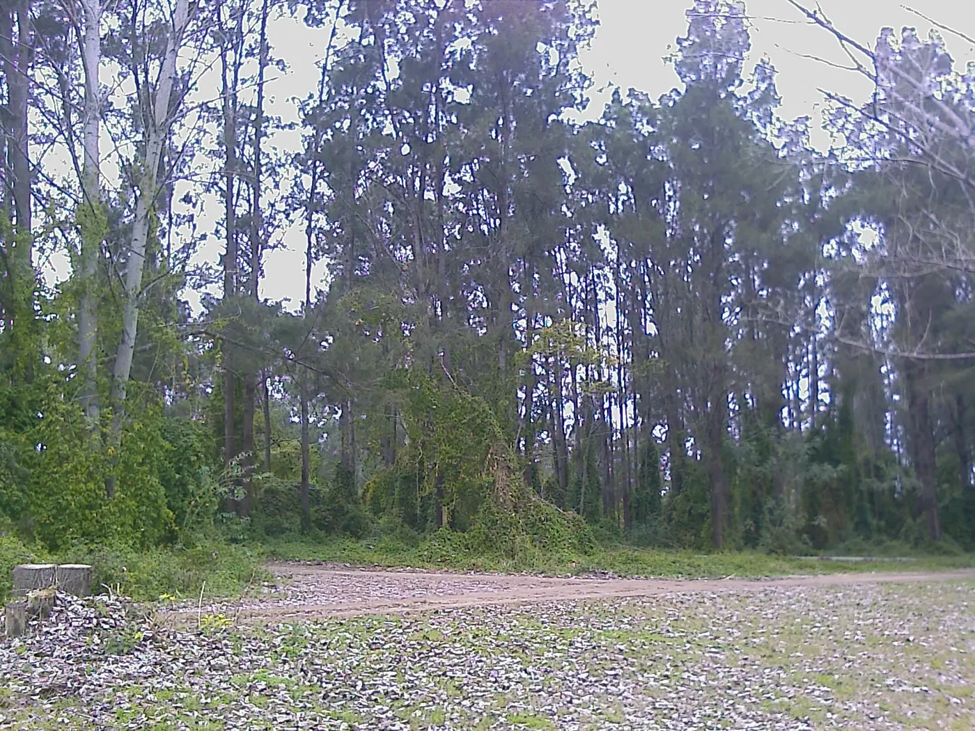 Cattai Campground, Wilberforce