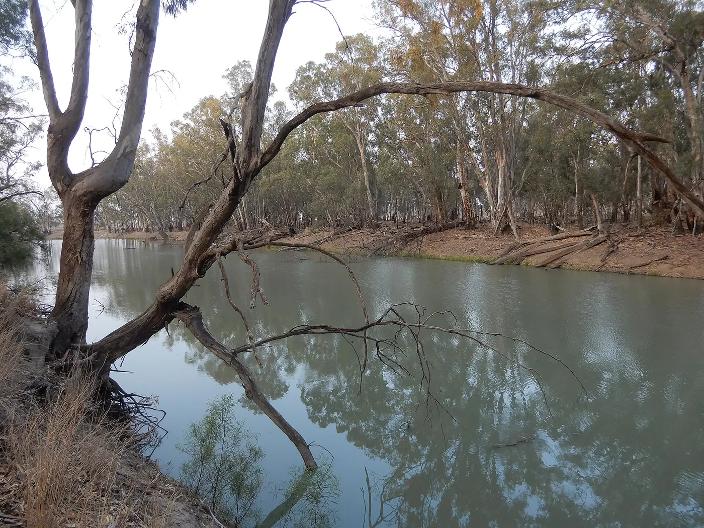Mamanga campground, Balranald