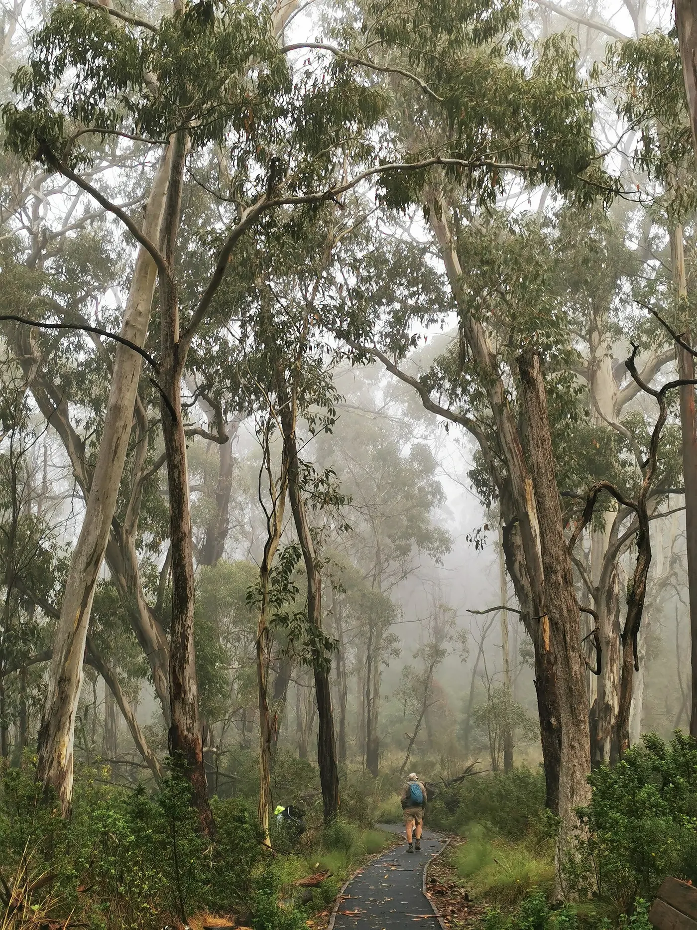 Dawsons Spring Campground, Kaputar