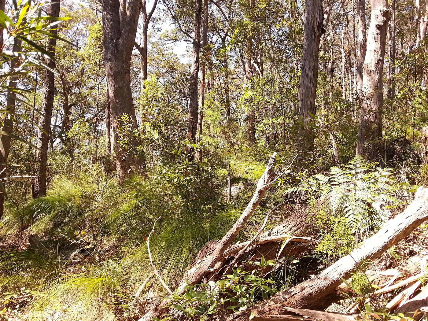 Long Gully No.2 campground, Yadboro
