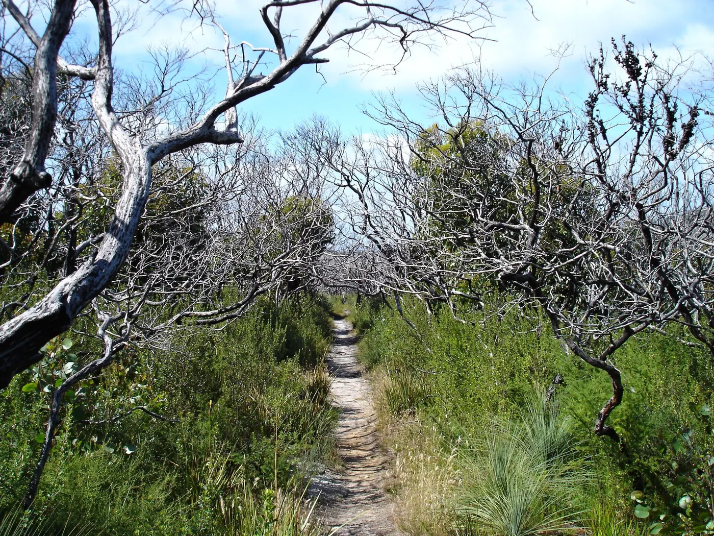 Roaring Meg Campground, Wilsons Promontory