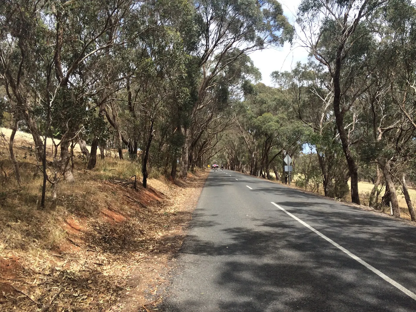 Pink Gum, Blewitt Springs