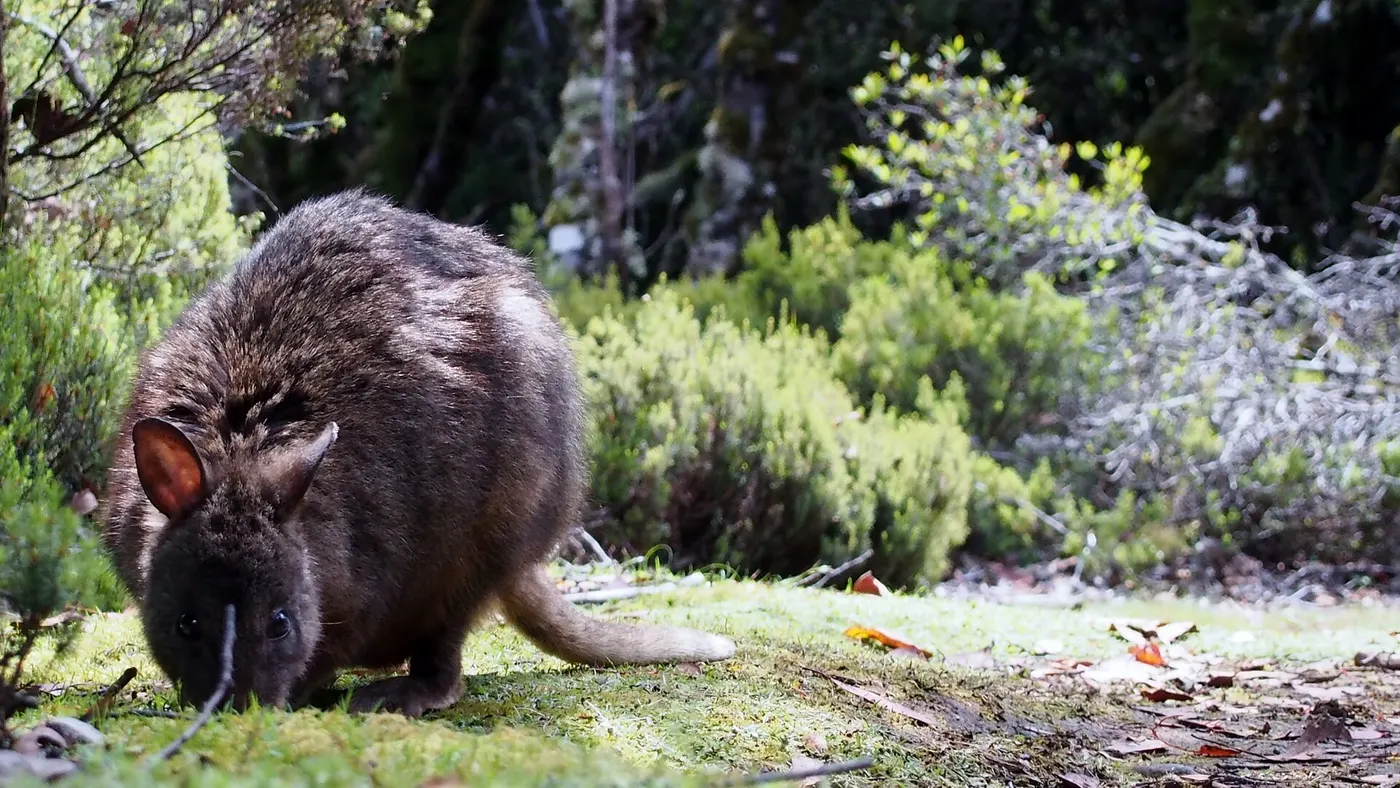 Discovery Parks - Cradle Mountain, Cradle Mountain