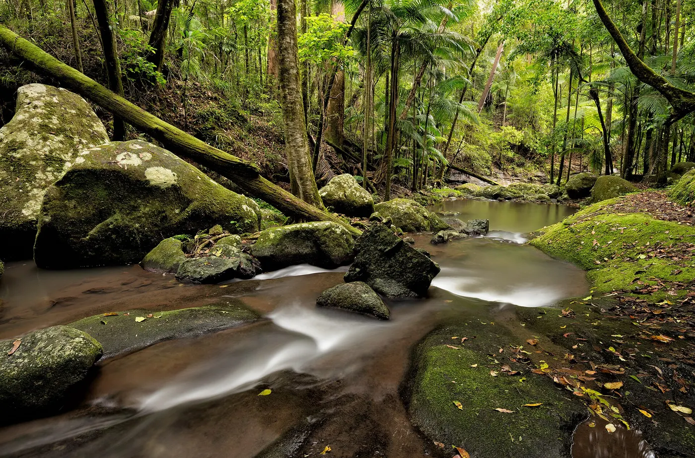Sheepstation Creek campground, Border Ranges