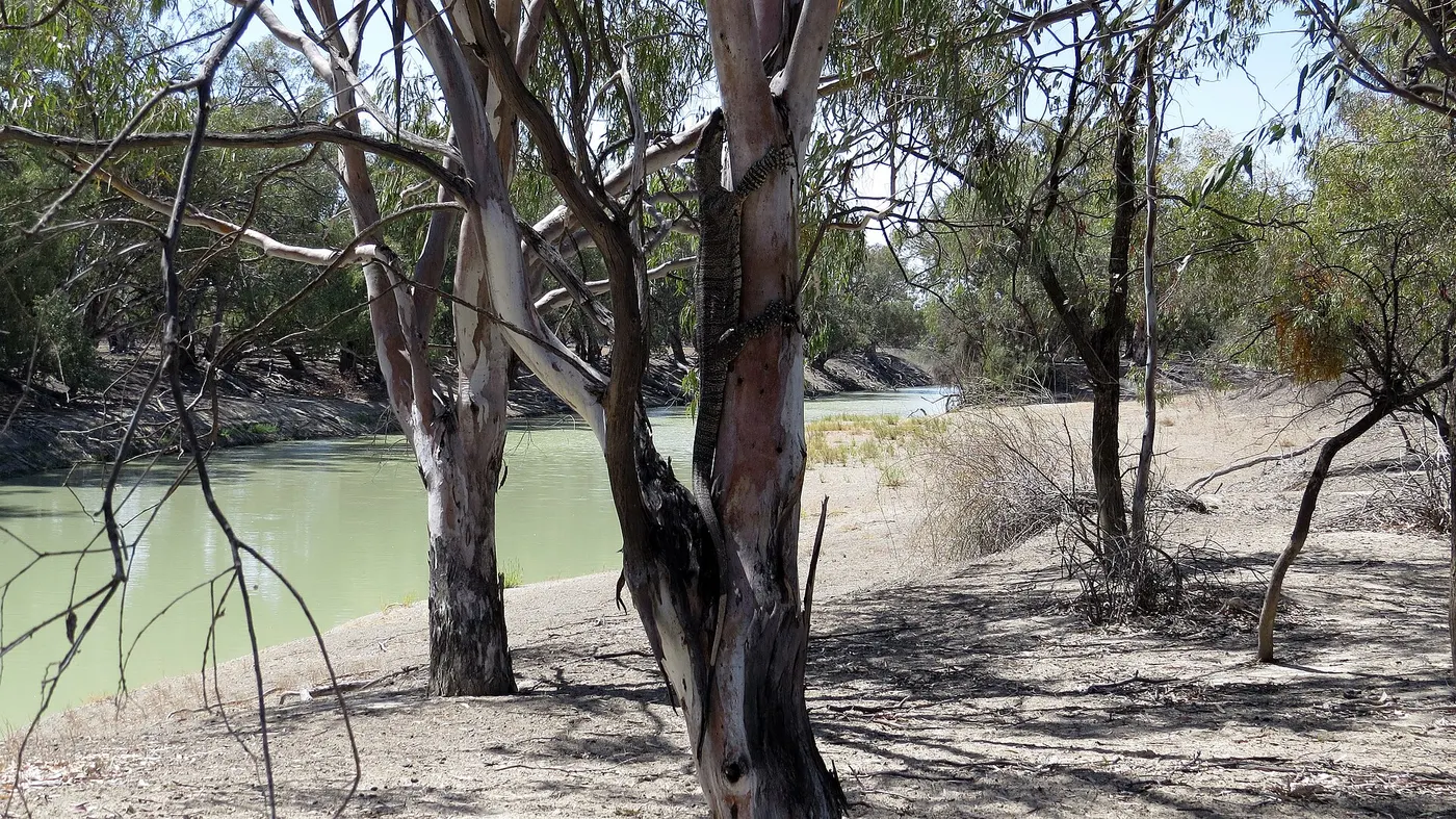 Darling River Campground, Menindee