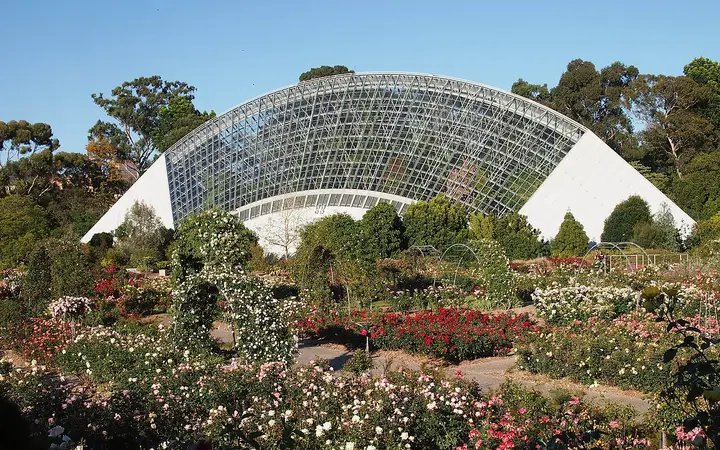 Rose garden, Adelaide Botanic Garden