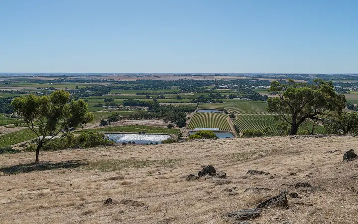 Barossa vineyards from Mengler Hill