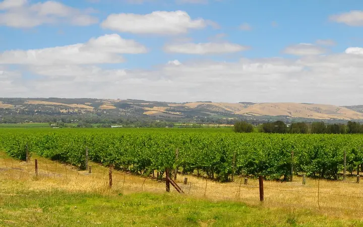 McLaren Vale vines and hills, the view from the Cube's tasting room