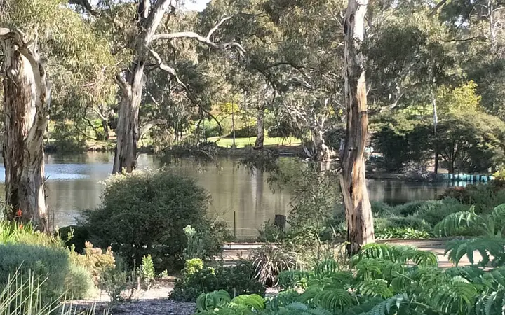 The lake at Wittunga Botanic Garden