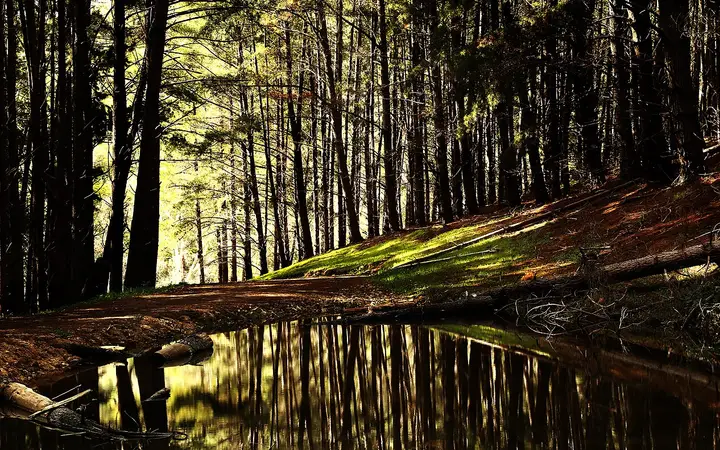 Pine forest in Kuitpo Forest Reserve, where TreeClimb is built