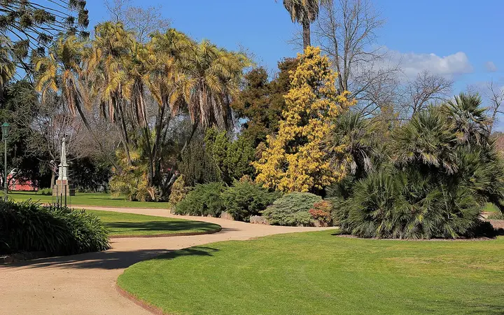 Paths and palms in the Albury Botanic Gardens