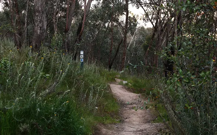 A walking track on Nail Can Hill
