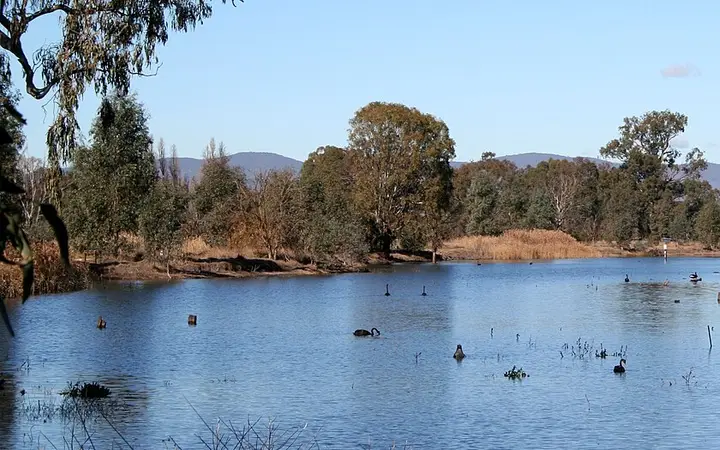 Black swans on a lagoon at Wonga Wetlands