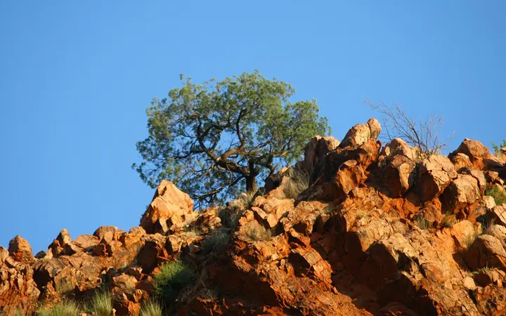 Red rock and a native pine in Emily and Jessie Gaps Nature Park