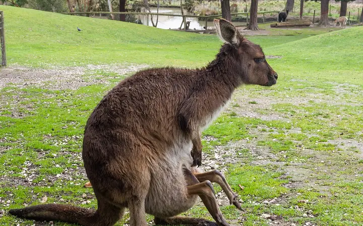 A kangaroo and joey at Ballarat Wildlife Park
