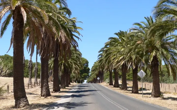 The palm avenue on the road to Seppeltsfield, home of Fino