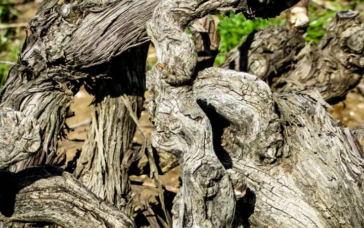 One of Langmeil's very old vines