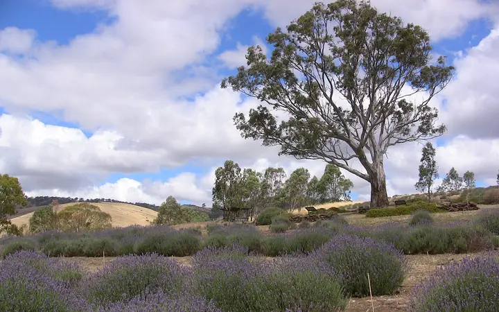 Lavender rows at Lyndoch Lavender Farm