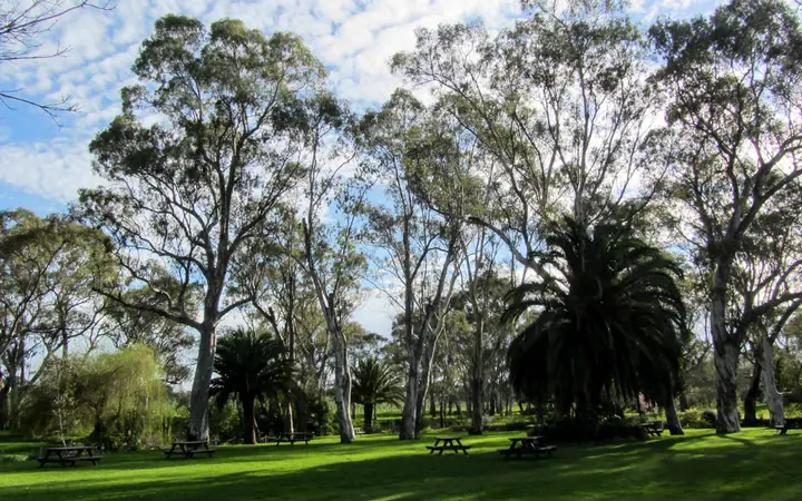 The lawns and gums at Peter Lehmann Wines