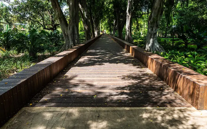 Weeping Fig Avenue boardwalk, City Botanic Gardens