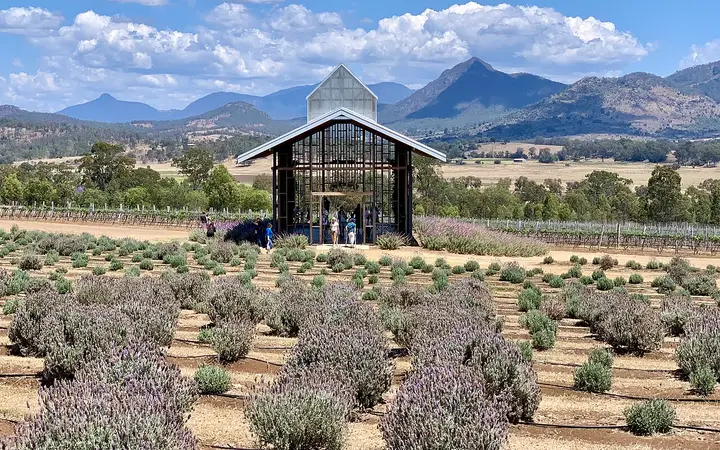 Kooroomba's lavender and cellar door below the Scenic Rim
