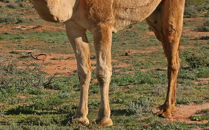 A camel in the scrub near Silverton