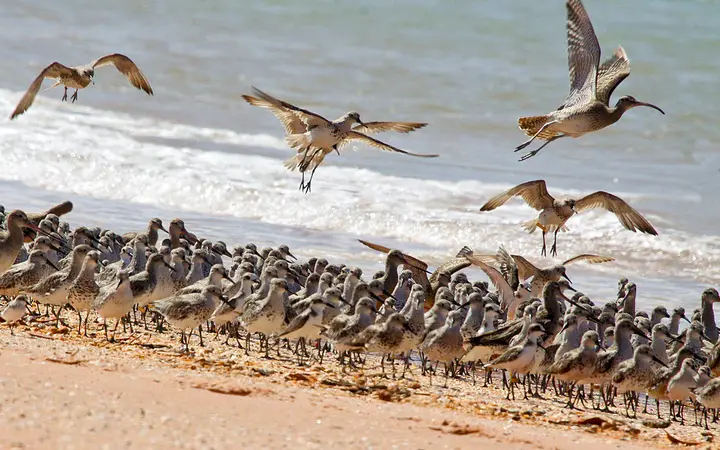 Shorebirds roosting at high tide on Roebuck Bay