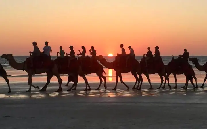 Camels on Cable Beach at sunset